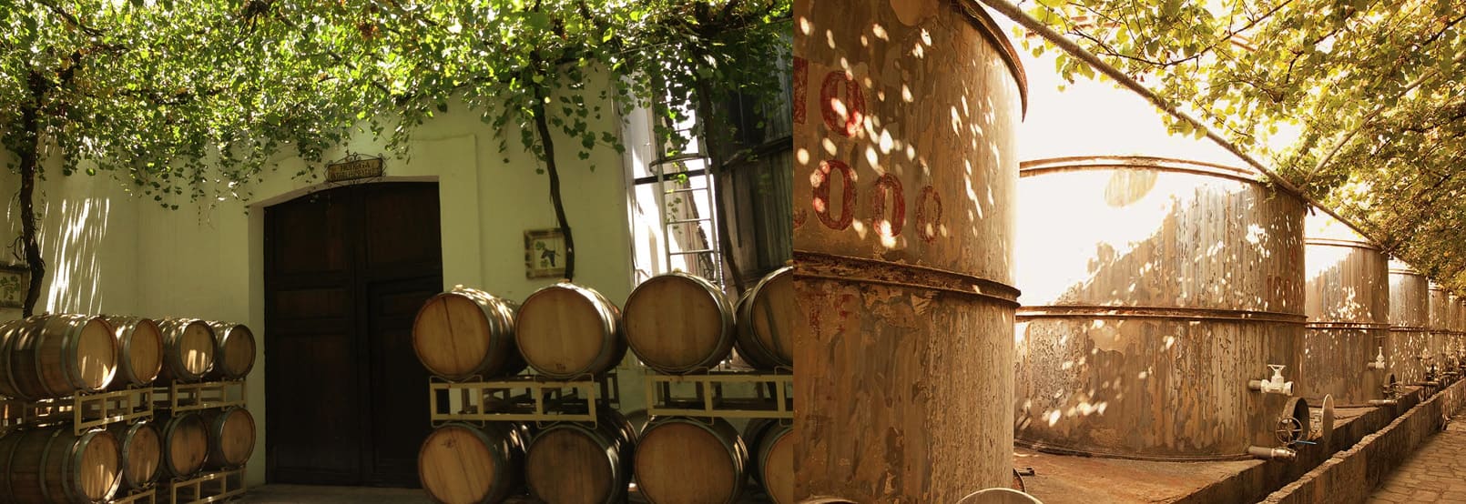 RUTA DEL VINO EN COAHUILA